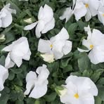 Profile Picture of Carmine Cucinelli (@Carmine-Cucinelli) on Facebook