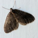 Profile Picture of Kyle Herrmann (@voxtriumphant) on Instagram