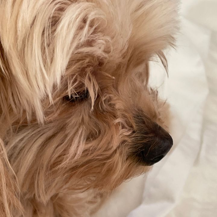 Profile Picture of Giapeter (@giapeter) on Tiktok