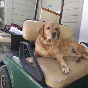 Profile Picture of Pam Bone (@PamBone12) on Twitter