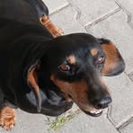 Profile Picture of Benett Kardos (@Benett-Kardos) on Facebook