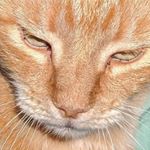 Profile Picture of Charles Aidan McCormick (@aidanthecoolguy17) on Instagram