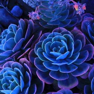 Profile Picture of Claudia Mana (@Claudia-Mana) on Facebook