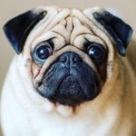 Profile Picture of Thaddeus Jackson mclean (@thaddeusjacksonmclean) on Instagram