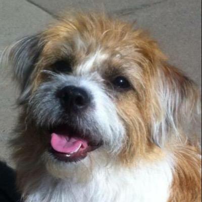 Profile Picture of Duncan Macpherson (@DuncanMacphers8) on Twitter