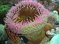 Profile Picture of Sandy anemoneon Wikipedia