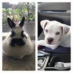 Profile Picture of Bruce & Cloud (@bruceandcloud) on Instagram
