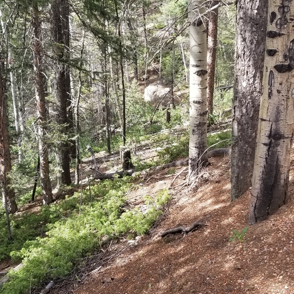 Profile Picture of Luz Ceniceros (@luzceniceros) on Poshmark