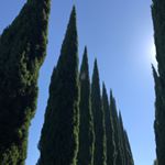 Profile Picture of Jonathan (@jonathanmidolo) on Instagram