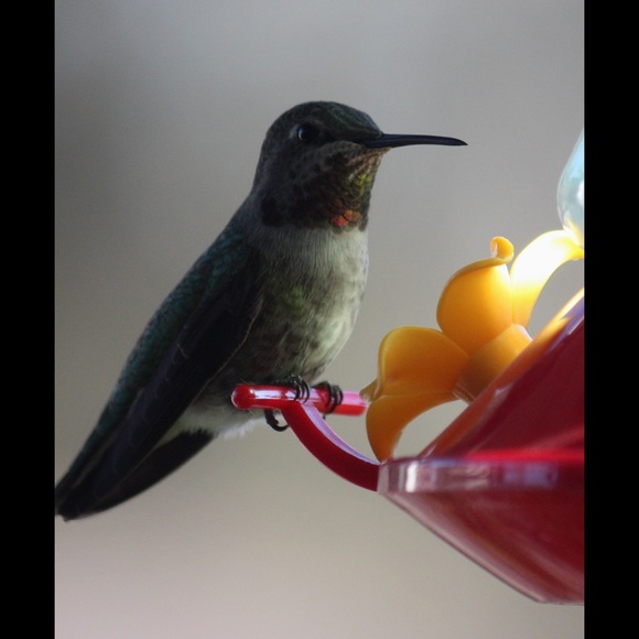 Profile Picture of Ashey Suhre (@ashley_suhre) on Poshmark