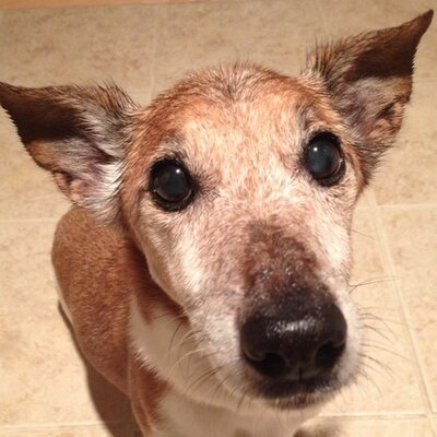 Profile Picture of Mario Ceste (@ironclay) on Twitter