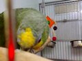 Profile Picture of Talking bird - Wikipediaon Wikipedia