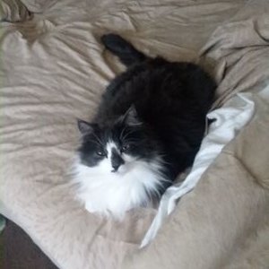 Profile Picture of Scott R Stickel (@r_stickel) on Twitter