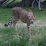 Araceli  Alcaraz - Flickr Profile Picture of Araceli  Alcaraz (@luna*tapatia) on Flickr