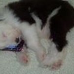 Profile Picture of Ken Harmon (@bbqwolf13) on Instagram