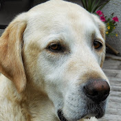 Profile Picture of Peter Crowe Swords (@petercroweswords) on Youtube