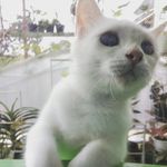 Profile Picture of Nastiti Sendang Wening (@nastitisw) on Instagram