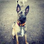 Profile Picture of Jeff Snelling (@maligatorriley) on Instagram