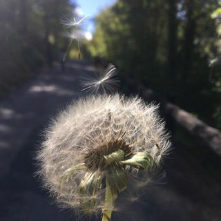 Profile Picture of Alice Dumas (@alice_sesmerveilles) on Instagram