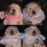 Profile Picture of Snowee & Snowa’s Puppies 🐶🐶🐶🐶 (@goldensnowbabies) on Instagram