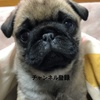 Profile Picture of dogcrow (@@dogcrow_official) on Tiktok