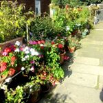 Profile Picture of Walter & Marion's Garden (@waltermarionsgarden) on Instagram