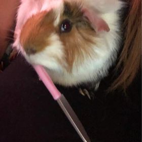 Profile Picture of Zoey Peterson (@peterson7958) on Pinterest