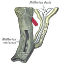 Profile Picture of Urogenital sinuson Wikipedia