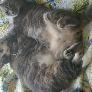 Profile Picture of leah snelling (@luna_prla) on Tiktok