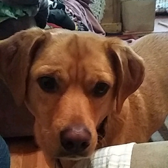 Profile Picture of Lynette Bechstein (@lynette157) on Poshmark