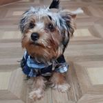 Profile Picture of ray 🐶🐾 (@ray_feldman17) on Instagram