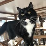 Profile Picture of Tuukka Rask The Tuxedo Cat (@tuukkathetuxedocat) on Instagram