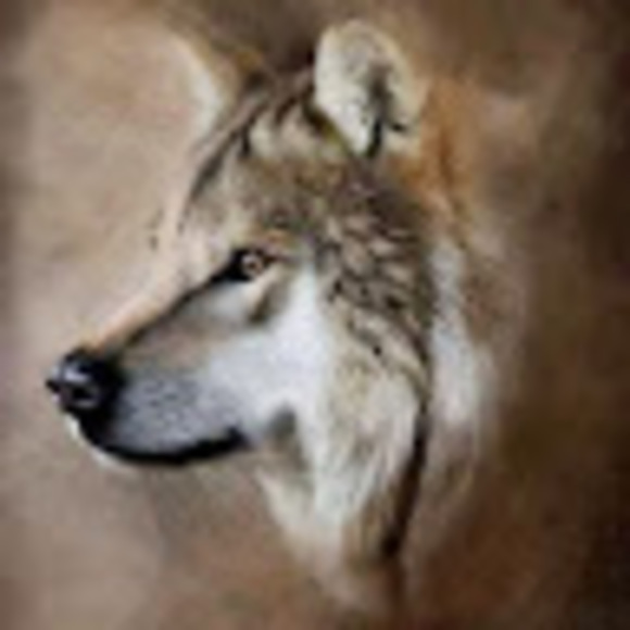 Profile Picture of Douglas Wolfe (@otter219) on Poshmark