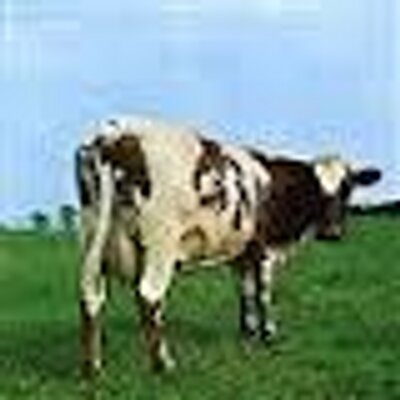 Profile Picture of Mary Gentile (@mary_13454991w) on Twitter