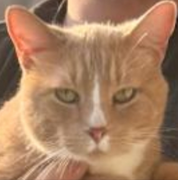 Profile Picture of Emmanuel Michaca (@emmichaca) on Poshmark