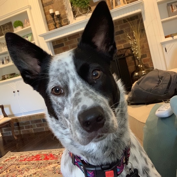 Profile Picture of Alyssa Glitzke (@aglitzke) on Poshmark