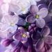 Profile Picture of Leah O'Neil (@purpleangel) on Pinterest