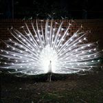 09379038524 برچسب های دیواری - Instagram Profile Picture of 09379038524 برچسب های دیواری (@dekur.dakhely) on Instagram