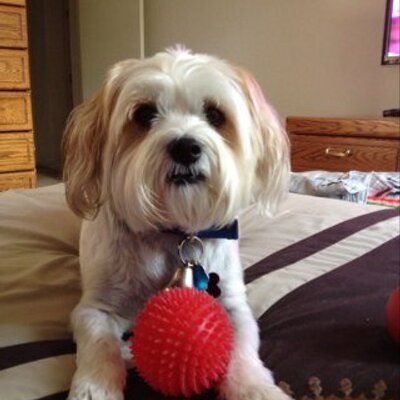 Profile Picture of David Hostetter (@HossMan66) on Twitter