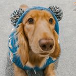 Profile Picture of 𝙵 𝚒 𝚗 𝚗 𝚎 𝚐 𝚊 𝚗   𝓙𝓪𝓶𝓮𝓼 (@dachshundnamedfinn) on Instagram