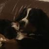 Profile Picture of Jax Bernese (@@davidcorbyn) on Tiktok