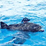 Profile Picture of Ian Vanier (@ianvanier1) on Instagram