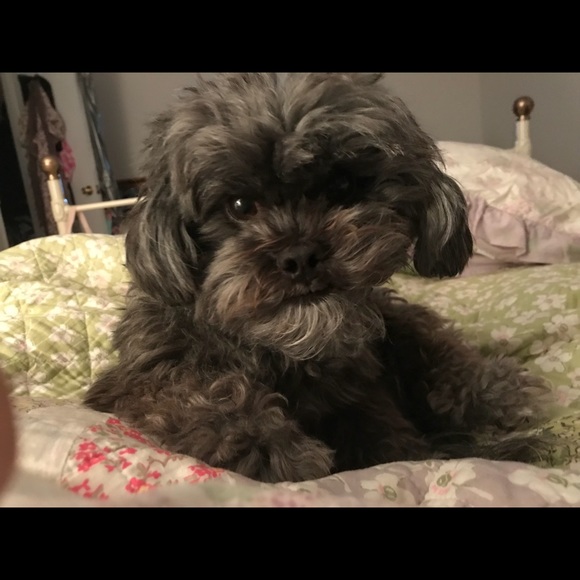 Profile Picture of Leslie Kampfer (@firstgradedog) on Poshmark