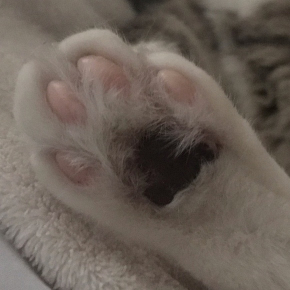 Profile Picture of Nancy Kanter (@goingtogoodhome) on Poshmark