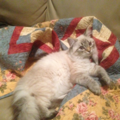 Profile Picture of Jessie Krug (@SewSiberianCats) on Twitter