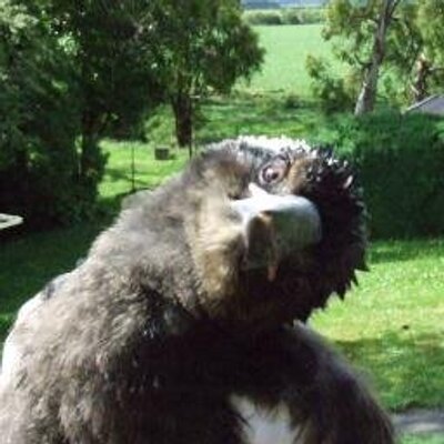 Profile Picture of Tracey Thacker (@ThatIsMental) on Twitter