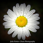 Profile Picture of Julie Porter-chase (@julie porter-chase photography) on Flickr