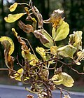 Profile Picture of Elm yellowson Wikipedia