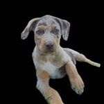 Profile Picture of Steven Hoss Cartwright Wilhelm (@wilhelm9778) on Instagram