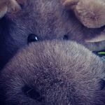 Profile Picture of Samuel The Moose (@samuelthemoose) on Instagram